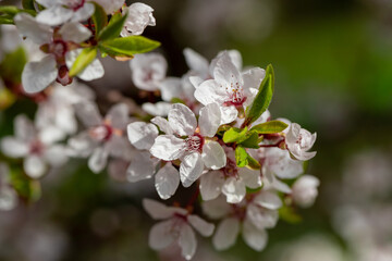 Beautiful floral spring abstract background of nature.