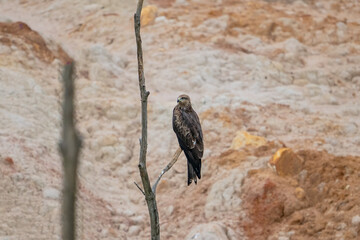 Black Kite (Milvus migrans) perched on a tree branch