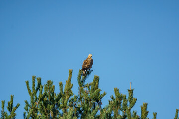 Common Buzzard (Buteo buteo) perched in a pine tree