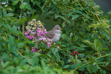 Barred Warbler (Sylvia nisoria) perched on a tree branch