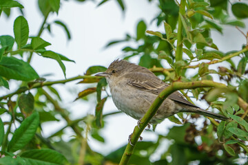 Barred Warbler (Sylvia nisoria) perched on a tree branch