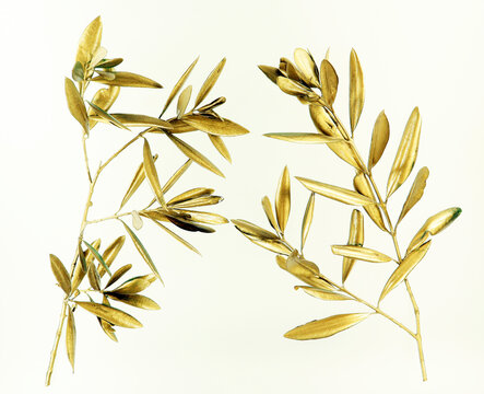 Golden Olive Branch Isolated On White Background Macro Close Up. Gold Olive Leaves. Symbol Of Peace And Victory