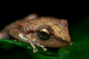 puerto rican coquí frog on leaf in the forest