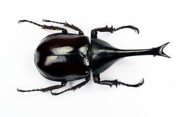 Black rhino beetle isolated on white. Xylotrupes gideon macro close up, dynastes, dynastidae, rhinoceros, collection beetles, insect