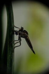 Close up of Asilidae or known as robber flies with selective focus.