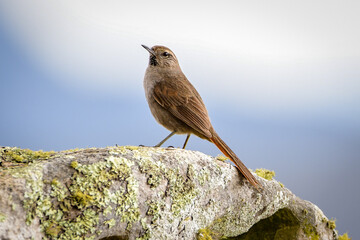 Cipo Canastero (Asthenes luizae) at Serra do Cip&oacute;, Minas Gerais, Brazil: A rare and endemic bird