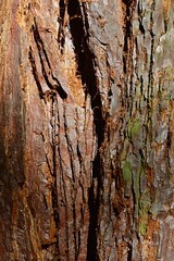 Bark wood texture of Giant Sequoia tree, also known as Giant Redwood, latin name Sequoiadendron giganteum, with typical vertical grooves, slightly covered with moss or lichen. Autumn daylight sunshine