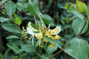 Close up of a European Honeysuckle bloom, Derbyshire England
