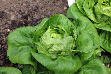 Closeup of a Garden Lettuce, Derbyshire England
