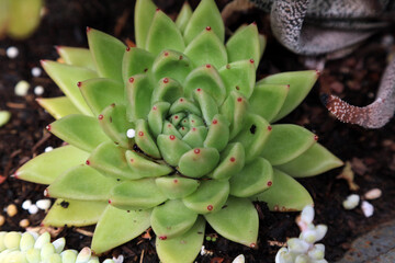 Closeup of a Lipstick Echeveria plant, Derbyshire England
