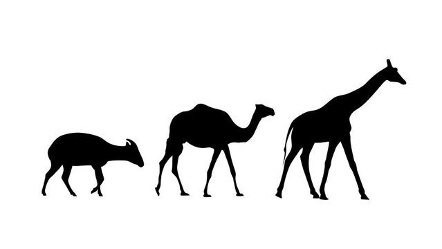 Walking giraffe, camel and bongo antelope: animation on the white background (seamless loop)