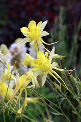 Closeup of Golden Columbine flowers, Derbyshire England
