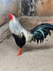 the most beautiful fighting chicken