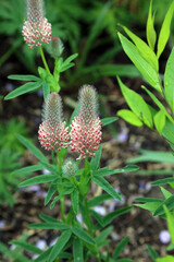 Obraz premium Closeup of Red Feather Clover blooms, Derbyshire England 