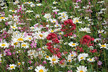 Red Valerian and Oxeye Daisy blooms, Derbyshire England
