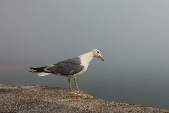 A large sea gull bird stands on a stone parapet in foggy weather mysteriously looking.