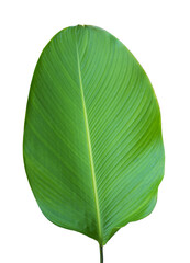 Obraz premium Tropical leaf isolated for nature design element