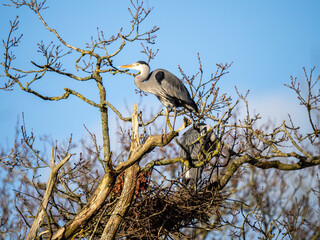 Grey Heron perched on a Tree
