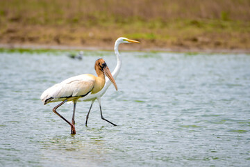 Wood stork (Mycteria americana)