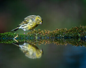 European serin 
Serinus serinus