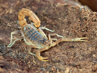Yellow scorpion from Malaga, Spain. Buthus elongatus   