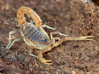 Yellow scorpion from Malaga, Spain. Buthus elongatus   
