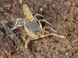 Yellow scorpion from Malaga, Spain. Buthus elongatus   