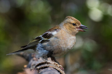 Common chaffinch
Fringilla coelebs