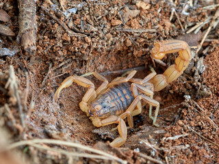 Yellow scorpion from Malaga, Spain. Buthus elongatus   