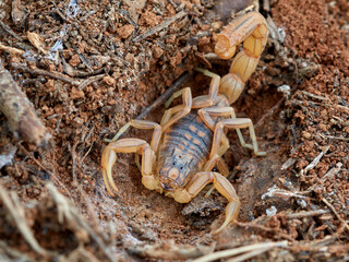 Yellow scorpion from Malaga, Spain. Buthus elongatus   