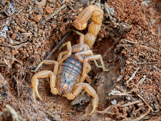 Yellow scorpion from Malaga, Spain. Buthus elongatus   