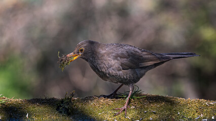 Common blackbird
Turdus merula