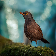 Common blackbird
Turdus merula