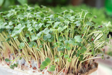 Close-up of microgreen broccoli. Concept of home gardening and growing greenery indoors