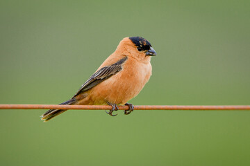 Copper seedeater (Sporophila bouvreuil)