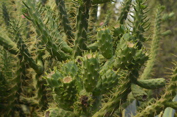 Eve's Needle Cactus - Austrocylindropuntia subulata. Close up. Plants in the Israeli desert