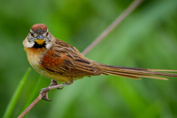 Chotoy Spinetail (Schoeniophylax phryganophilus)