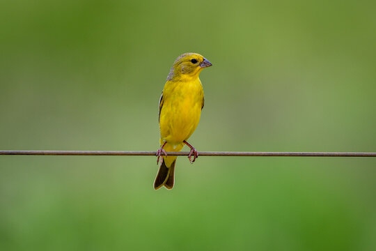 Grassland Yellow-Finch (Sicalis luteola)