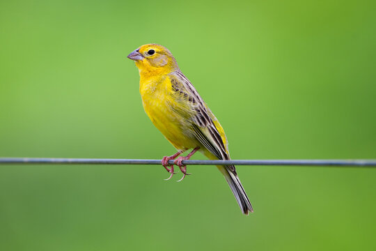 Grassland Yellow-Finch (Sicalis luteola)