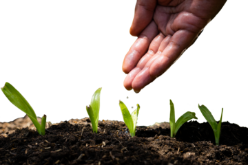 hand watering small plants