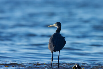 Egret wading in the ocean water. Water bird.
