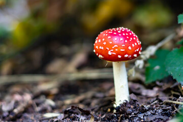 fly agaric mushroom