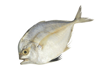 Raw threadfin pompano fish isolated on white 