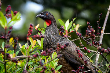 Dusky-legged Guan (Penelope obscura)