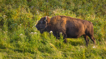 Portrait of a Plains bison (Bison bison) cow standing in tall grass, Elk Island National Park Canada