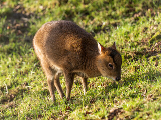 Muntjac Deer Feeding on Grass