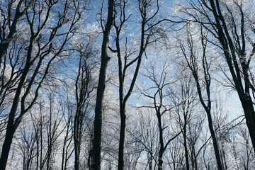 frozen trees against clear blue sky in winter