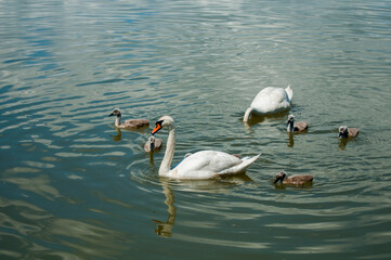  The white swan with buds from Romania 5