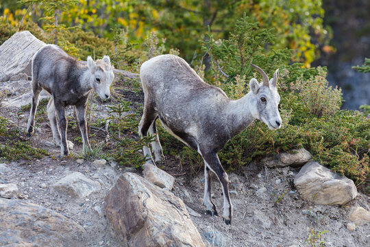 Stone Sheep (Ovis dalli stonei); ewe with lamb walking on mountain slope