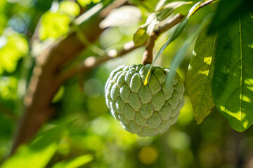 Annona sweetsop, Fresh sugar apple on tree in the garden tropical fruit custard apple on the tree.